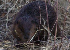 Beaver living on the Nicola River, Merritt BC File Photo KDG