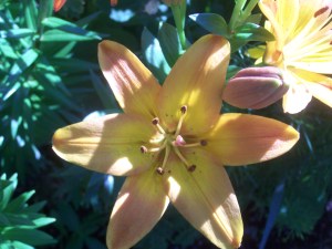 Happy Easter Photo KDG