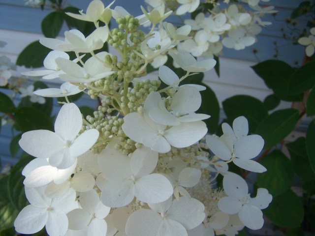 White flowers