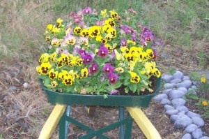 Plant them if you got them' file photo KDG