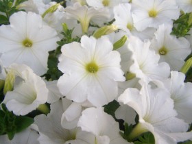 White Flowers