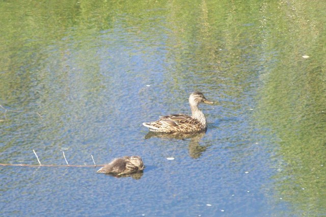 Warm weather and ducks