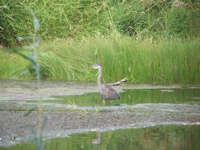 Blue Heron in the Nicola River