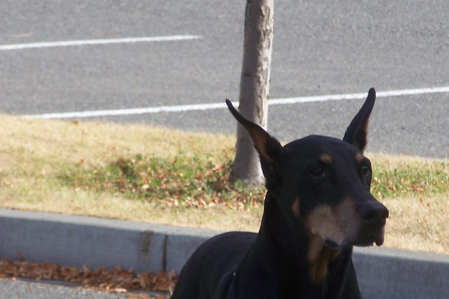  With recievers like these you wonder why they are not above us in the food chain