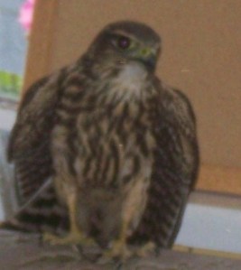 Hawk File Photo