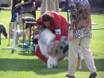 dog show
