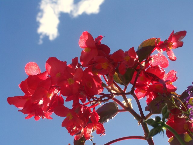 Flowers over Flowers over