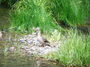 Mallard Duck File Photo KDG