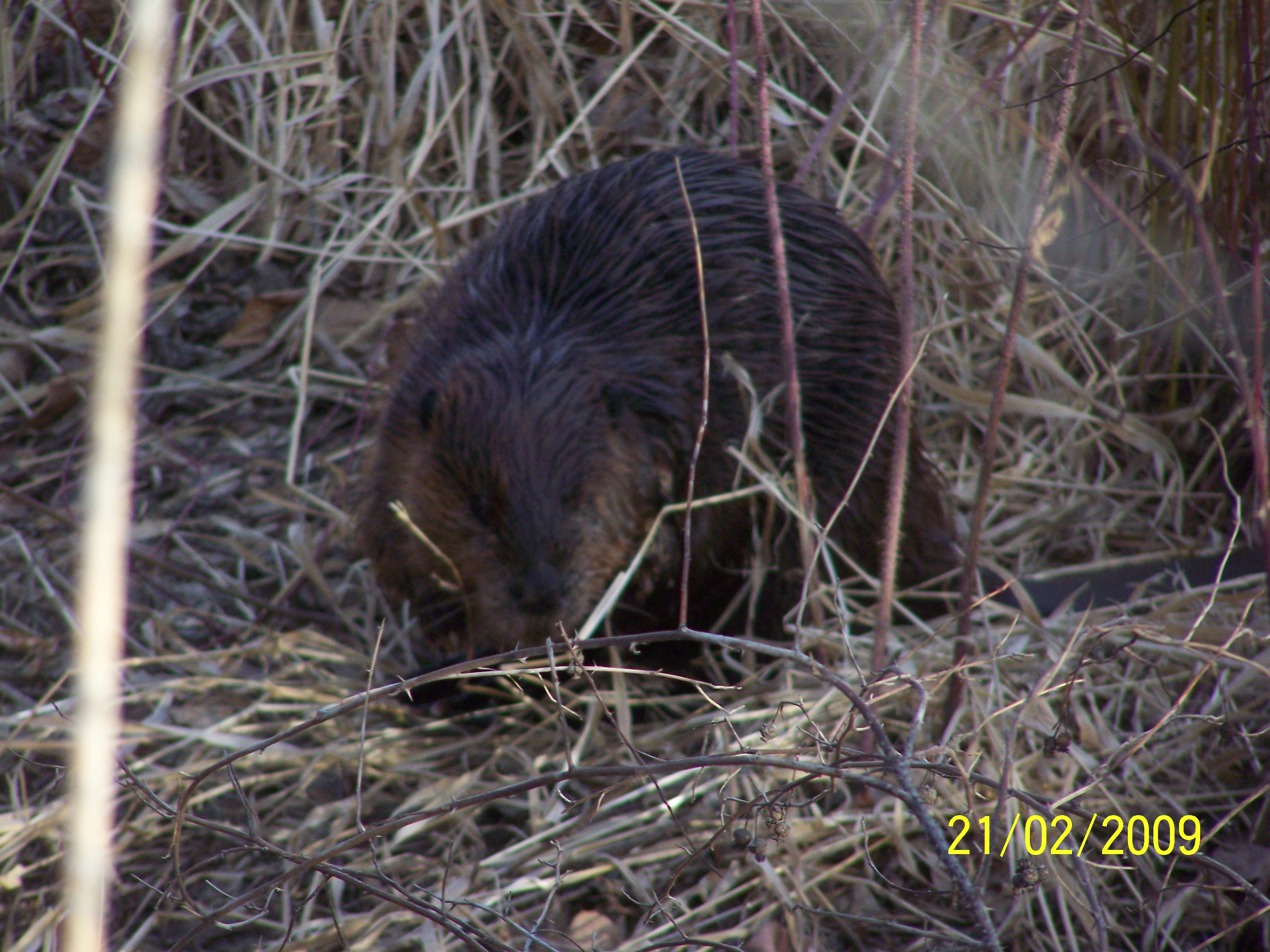 Beaver
