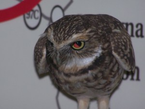 Burrowing owl