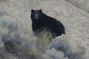 Black Bear off Voght Thursday October 31 2013
