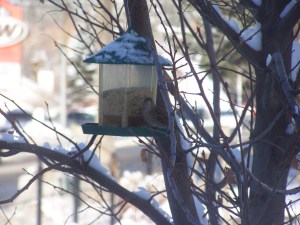 Feeders help Photo KDG