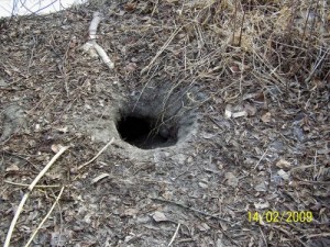 Beaver hole