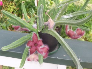 This Cactus is pollinated by flies it smells like rotting flash KDG file photo