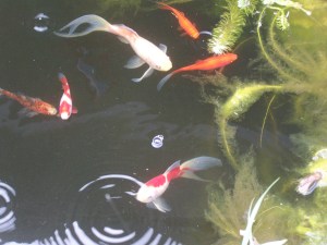 Backyard fish ponds coming to life.