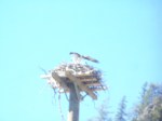 osprey nest