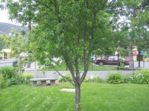 Tree at the Baillie House, Merritt File photo KDG