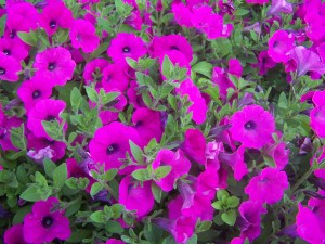 Flowers Petunias, Million bells bells away
