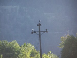 Not all poles are equal File Photo KDG