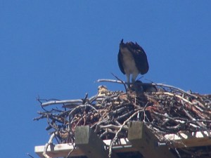 OSPREY AND CHICKS ,JULY 2010 File Photo KDG