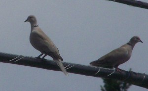 Ring Neck Doves File Photo KDG