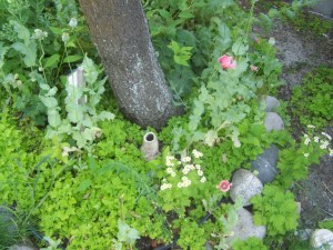 The city garden at the Baillie house  File Photo KDG
