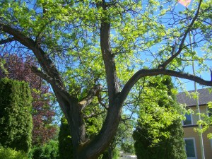 Court house gallery, tree