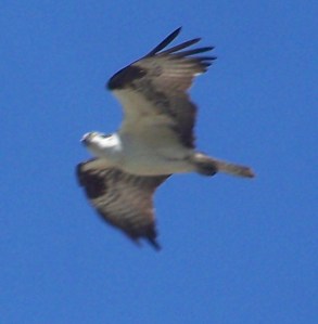 Osprey