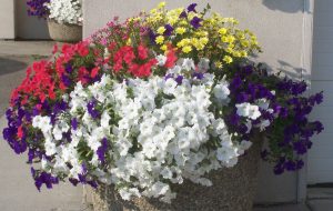 Flowers for a visit File photo KDG