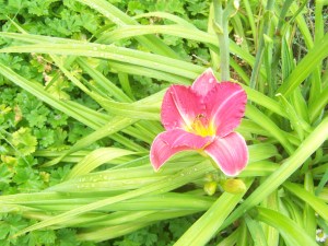 July brings an enjoyable garden space to many properties in Merritt File Photo KDG