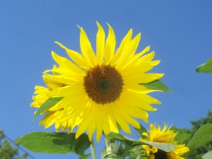 Sun flowers