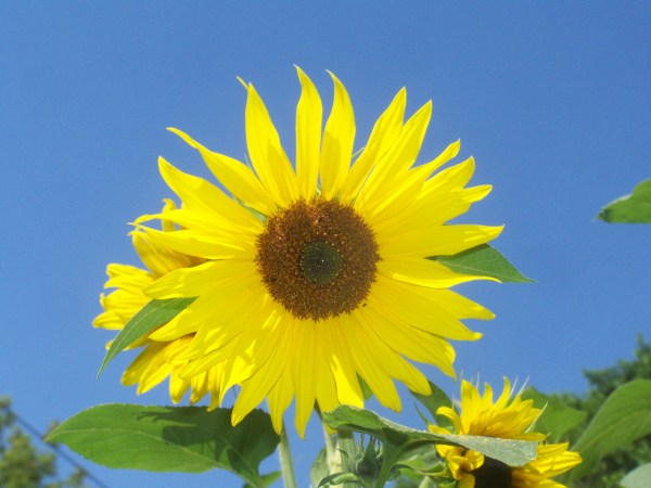 Sun flowers