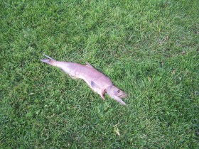 bears leaving fish in park