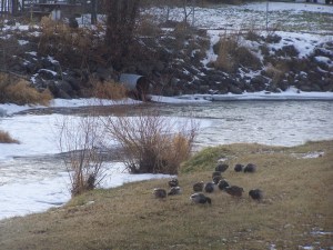 Mallard on Nicola River File Photo KDG