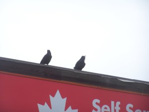 Crows at local gas bar !! File Photo KDG