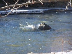 Coldwater River Merritt BC January 27