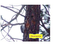 In yellow pine Merritt, woodpecker.