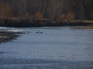 Geese