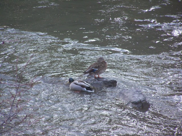 Ducks in open water on Nicola River.