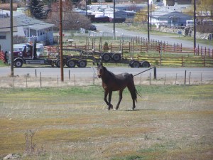 Local horses up for weather File Photo KDG