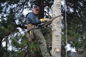 John Paul taking a tree down, bench area November File Photo KDG Photo KDG