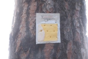 Pheromones packages still on trees , bug population collapsed ? File photo KDG