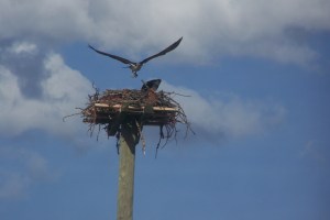 Ospreys returned from where they go in the winter File Photo KDG