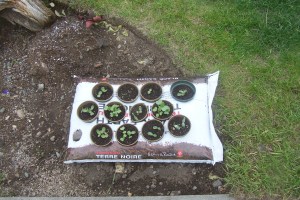 puting plants in ground still a concern to some people?