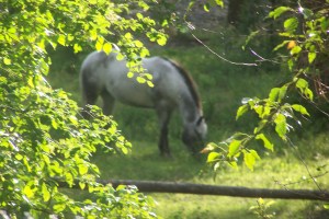 Horses can carry ticks in the spring File :Photo KDG