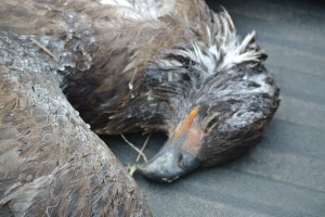 Eagle starved to death, a source says its worth 2000 dollars on black market. now in hands of CO