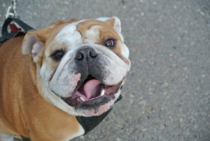English bull dog is glad for the off leash park. File Photo KDG