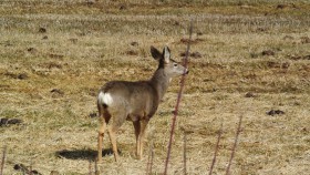 Deer crossing roads other then freeway watch for deer! File photo: KDG