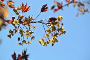 Buds of May Need nutrients Photo KDG 