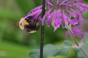 Bee mine